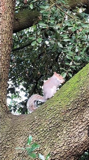 🎵🎶 Squirrel in a tree eating quietly. #squirrel #nature #animals