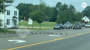 Traffic halts for crossing ducks