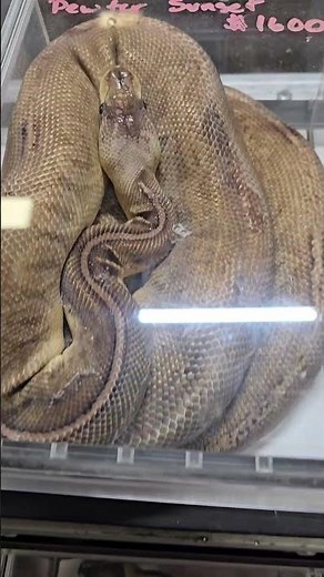 Stunning Ball Python Morphs at Dean’s Reptiles and Rodents 😁 Impresionantes fases de pitón bola