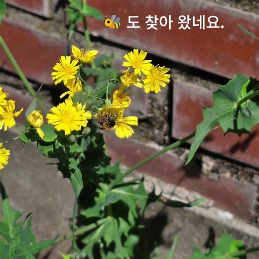 다정한 것이 살아남는다.