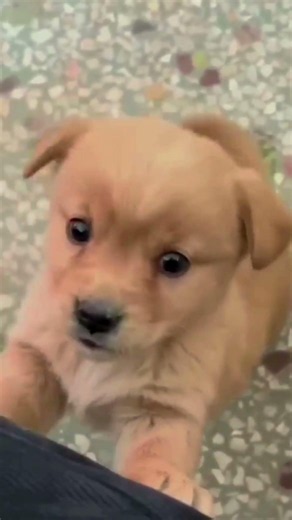 🐶 World's Cutest Puppy 🥺❤️ | One Look and You'll Fall in Love!