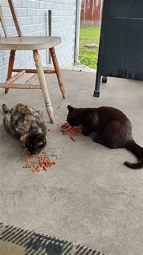 my cats a skin walker; I will get proof!!!