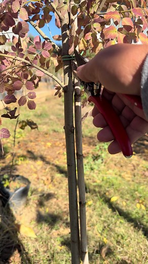 Ash tree pruning