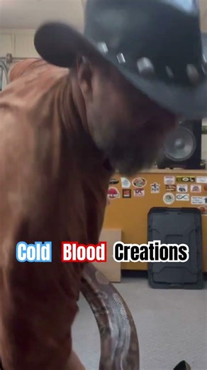 Giant Tame Blood Python #coldbloodcreations #bloodpython