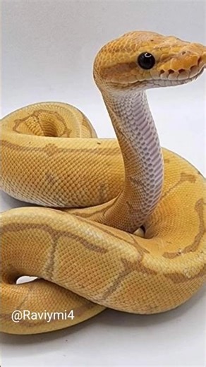 | 🍌banana python | #shorts #raviymifacts #bananaphython