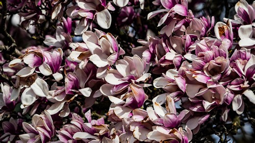 Campbell Vaughn: Augusta's early spring brings joy and plant worries