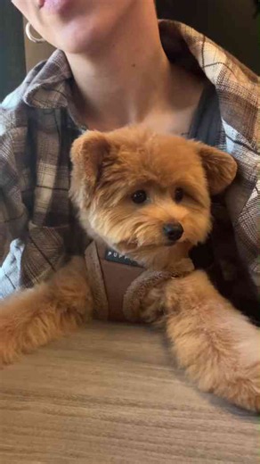 Barney the Pomapoo Enjoys a Happy Day Outdoors