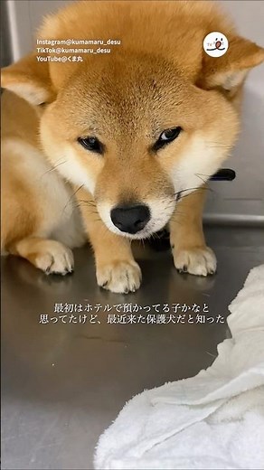 Meeting rescued Shiba Inu "Kumamaru" | PECO