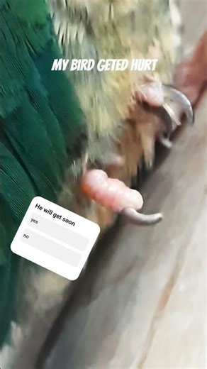 My birds leg is get cutted in the birds cage.pls help to recover it.