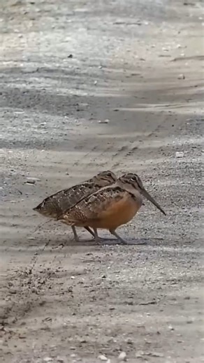 This Bird Dances Like Michael Jackson — You Have to See It to Believe It! 🕺🦜 #FunnyAnimals #BirdDance #ViralVideo #AnimalTalent #WildlifeWonder | Geographical Beauty