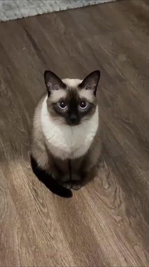 Siamese Cats Secrets You Didn’t Know! 😱