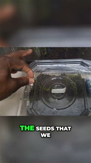 Seed Germination Update: 7 Days Later! #shorts