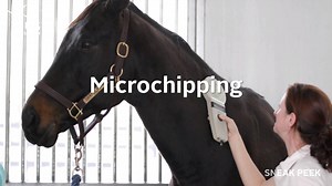 13K views · 91 reactions | Get the facts on microchipping your horse or pony with Hagyard Equine Medical Institute's Dr. Liz Barrett! Login or join US Equestrian starting at just $25/year to watch the full video and over 35 more Learning Center videos with top experts and athletes: https://www.usef.org/learning-center/videos/horse-microchipping | US Equestrian | Facebook