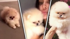 Kim Kardashian Gets North The Most Adorable Dog!