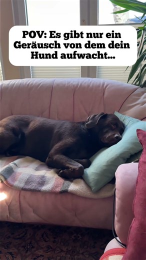 Typischer Tag als DogDad?!😭😂 Wer kennt’s? #dogdad #labrador #hund