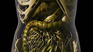 Detailed human digestive system anatomy | Premium Stock Video Footage