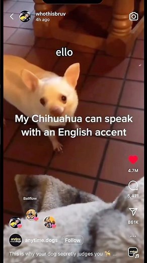 Dogs speaking in English and Italian 🇮🇹 accents? Wow!
