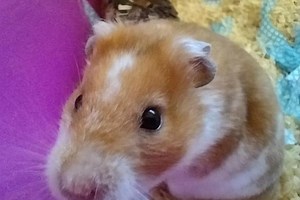 Animal charity RSPCA calls on pet lovers to adopt rabbits, guinea pigs and hamsters