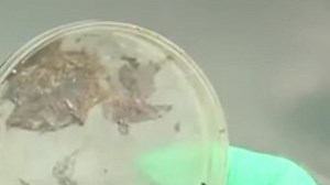 我国科学家发现能降解塑料菌群：垃圾能变成微生物“食物”_@所有人_澎湃新闻-The Paper