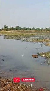 Sodium metal exploded on contact with pond water 💥💥💥