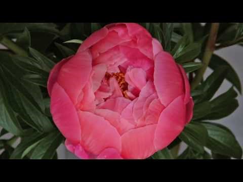Peony Time-lapse
