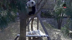 How swift and skillfully a panda climb tree (source: youtube.com/watch?v=9LMjvIJ9rzE) | The Great Panda Conspiracy