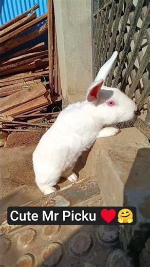 he is Mr Picku ♥️🤗❤️ #rabbit #animal