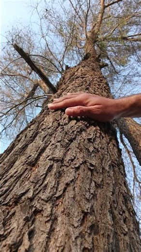 Tree Massage ASMR For Relaxation