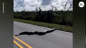 Turn the car around. A 15-foot-long Burmese python was captured crossing the road in Everglades National Park in Florida. | Herald-Mail Media