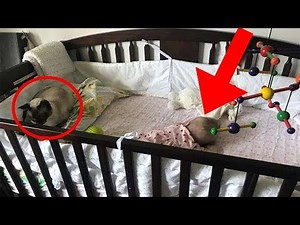 Was diese Katze mit dem Baby macht, wird dich sprachlos machen