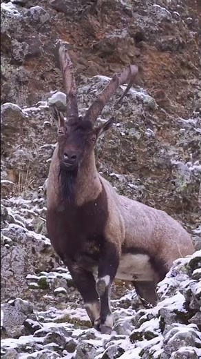 Forest Animals حيوانات الغابه