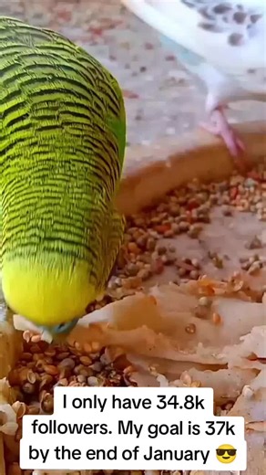 Budgie Challenges: Fun Tricks to Try with Your Parrots