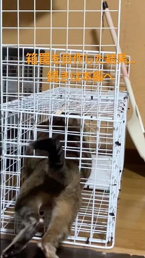 箱罠を自作した結果...