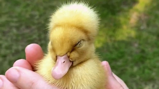 No one wanted this special needs duck. This woman took him home. Thanks to instagram.com/sunnytheduckandfriends for the interview | GeoBeats Animals