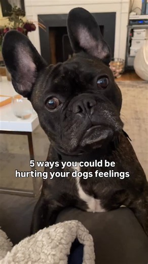 reggie_my_wedgie on Instagram: "They literally are living teddy bears 🥹🧸 #dog #pet #frenchbulldog #doglover #dogoftheday #dogmom #frenchieoftheday #frenchie #Frenchieworld #frenchbulldogfeature #frenchielove #dailyfrenchie #frenchiesofinstagram #frenchieoverload #frenchiegram #french_bulldogs #instafrenchie #frenchievids #frenchiedaily #mycutestfrenchie #frenchbulldogfeature #frenchiedose #frenchiefollowing #dogsofinstaworld #iamfrenchieholic #frenchielife #explorepage"