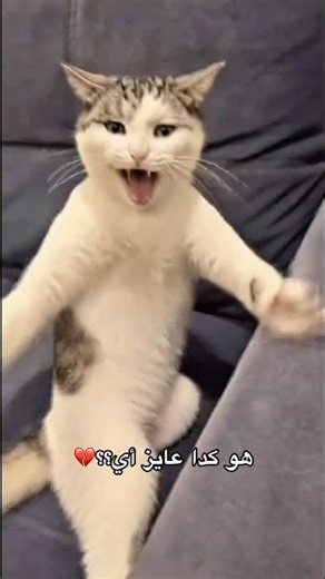 Can anyone who understands cats tell me what he wants??😭😭