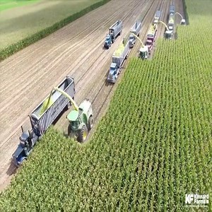 42 rows of corn are harvested at each pass 🤌 | Ariel Tweto