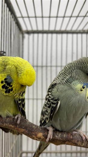 Can you hear that My budgie’s saying hello 👋 #TalkingBudgie #BudgieVoice #CuteBirds | Birds Land