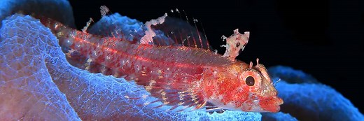 Bonaire National Marine Park