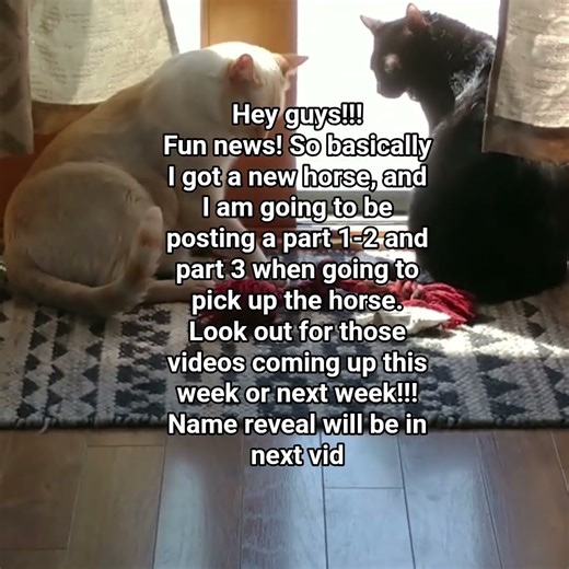 New horse vids coming up keep a lookout!!!!😁😉