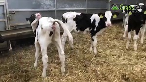 A select group of Holstein heifer calves from a high yielding herd. All AI sired and dam genetics realising 10000 – 12000 litres. Born between October and January, half are weaned and other half still on milk. https://www.grasstecgroup.com/livestock-available/44-hol-fr-calves/ | Grasstec