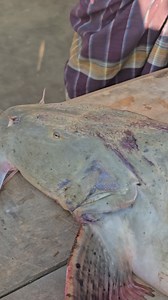 Bagarius bagarius#fishinglife #fishing | Md Mohsin Rana