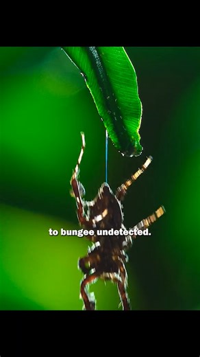 Jumping spiders #animals #spider #spiderweb #jumpingspider | Animal Documentary