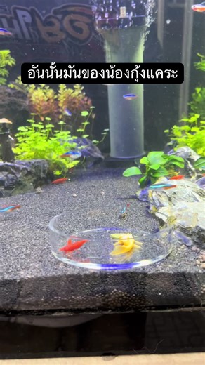 #เทรนด์วันนี้ #ซอยในครัว #ไม้น้ํา #ตู้ปลา #ปลาสวยงาม