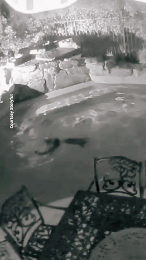 Security footage showing a rowdy group of raccoons having a late-night pool party 🙉🏊🏼‍♂️ #fyp #foryou #swimteam #raccoons #caughtoncamera