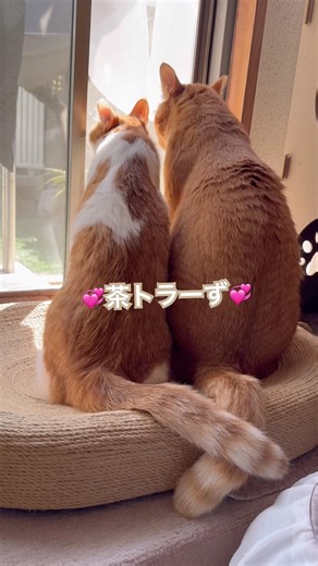 可愛いふたり#shorts #catshorts#うち猫の日常
