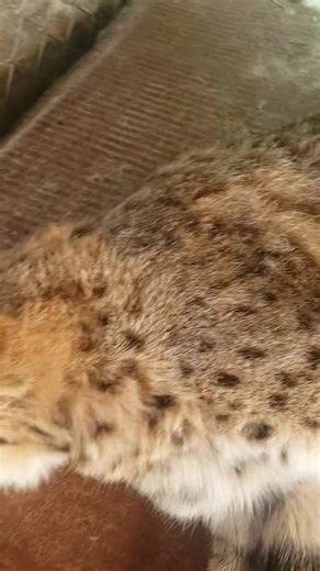 Start your kitty 😺 💕 ♥ lol | James Harris