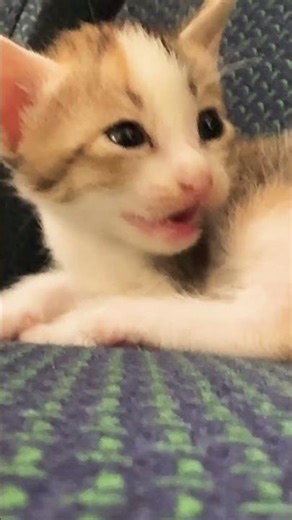 Cute baby cat crying video