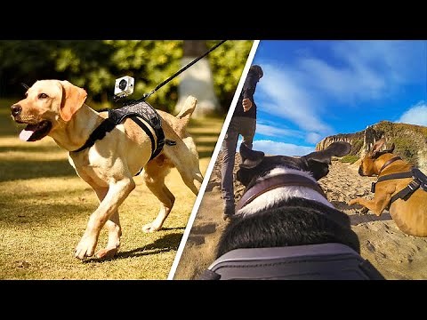 GoPro Fetch Dog Harness Review | Make Your Dog a Filmmaker With GoPro
