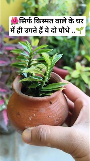 🌺These two plants grow only in the houses of lucky people🪴#shmiplant#tulsiplant#viral #ytshortstr...